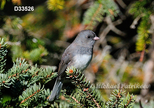 Dark-eyed Junco (Junco hyemalis)